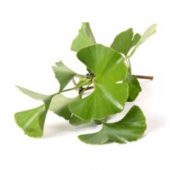 ginkgo
